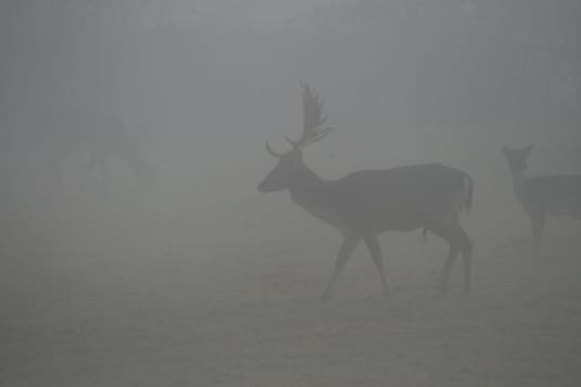Deer in the fog