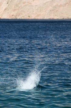Diver