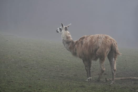 Llama in the fog