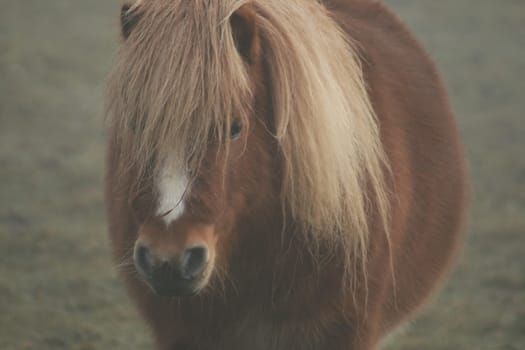 Pony in the fog