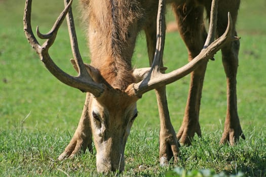 David's deer