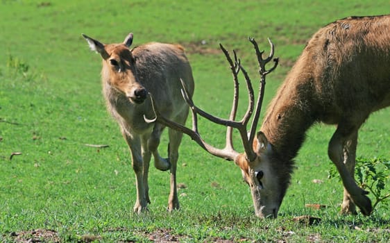 David's deer