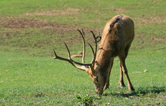 David's deer