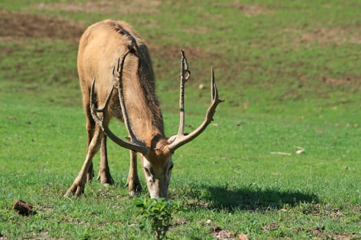 David's deer