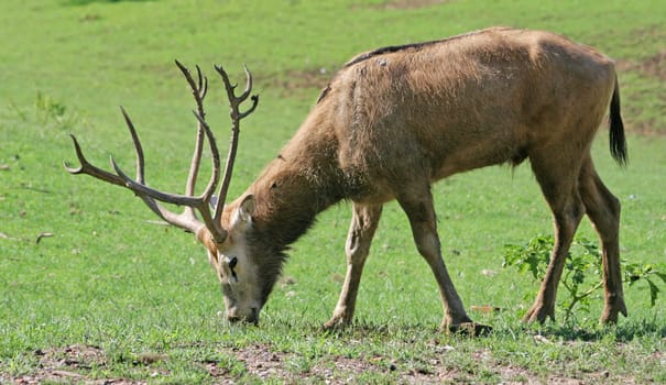 David's deer
