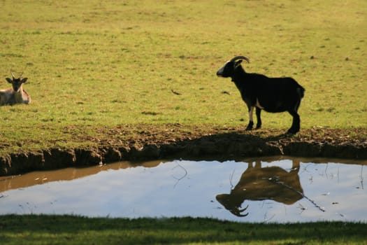 Billy goat