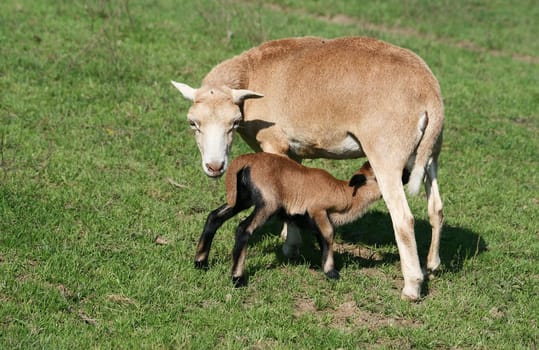 Sheep