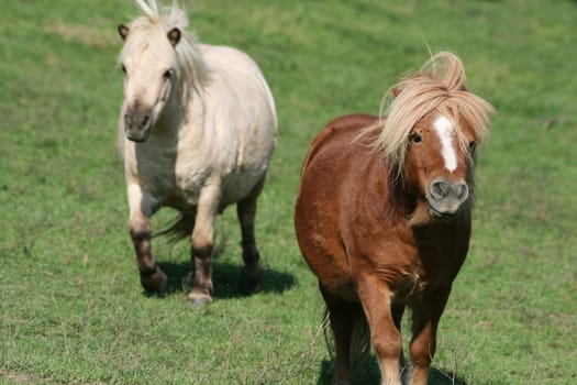 Horses