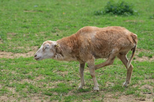 Sheep
