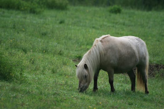 Horses