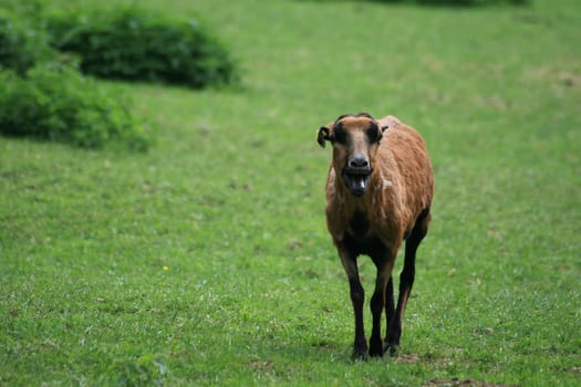 Sheep