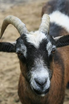 Goat