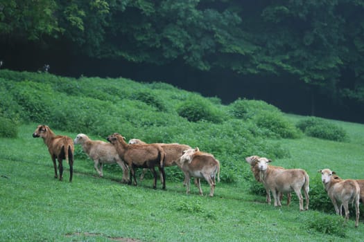 Sheep
