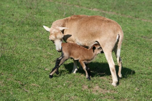 Sheep
