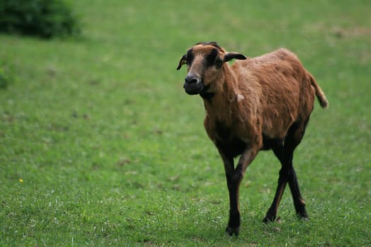 Sheep