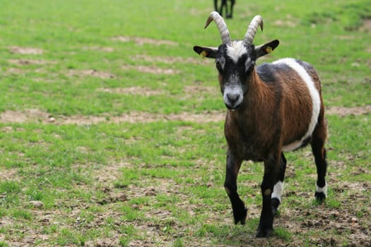 Goat
