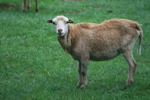 Sheep