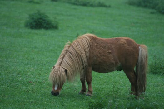 Horses