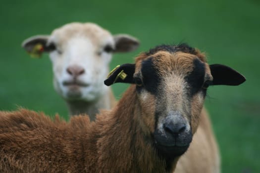 Sheep