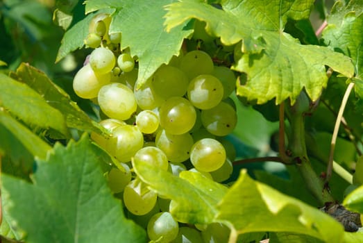 bunch of grapes with leaves in summer