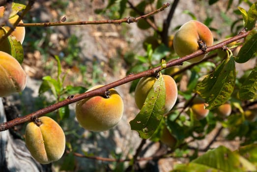 peach branch with ripe peaches