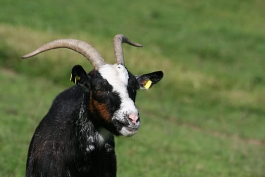 Goat