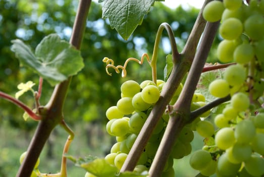 bunch of grapes with a trellis in summer