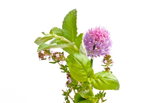 Herbs
