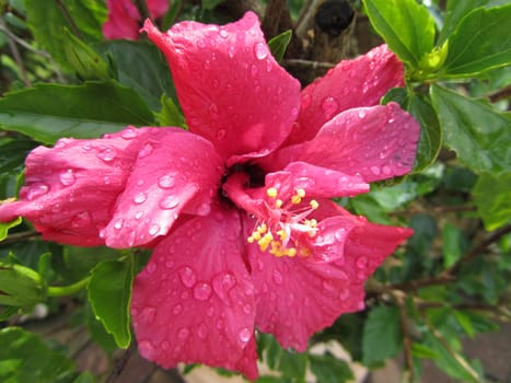 pink hibiscus