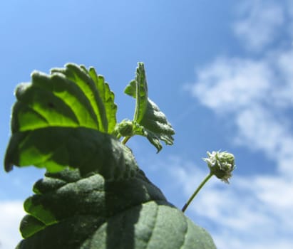 Aztec Sweet Herb - Lippia dulcis