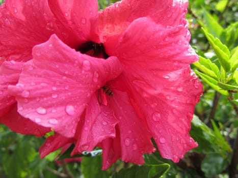 red hibiscus with bee