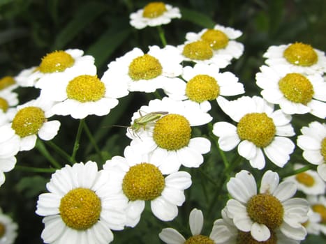 A grasshopper on feverfew - Tanacetum parthenium
