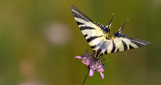 Hang-glider