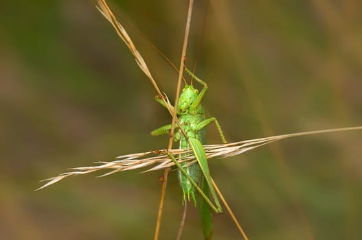 Common Sickle Grasshopper