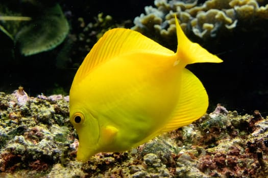 Surgeonfish