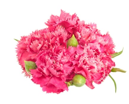 isolated posy of pink carnations spring flower arrangement over white