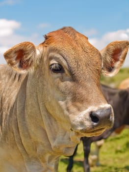 portrait of a cow with blue sky behind