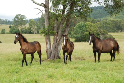 Australian Stockhorse,Wingham Hinterland