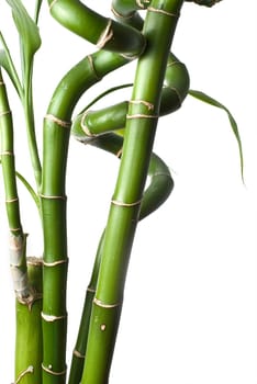 Green and fresh bamboo plants over a white background.