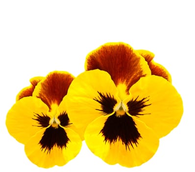 yellow pansies winter pansy flower isolated on white
