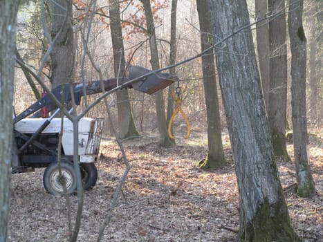 David Brown working in the forest