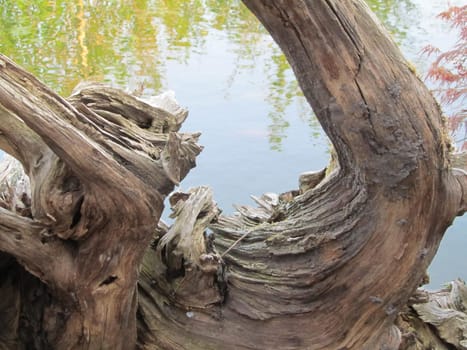 Dead tree by the lake