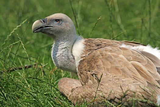 Griffon vulture
