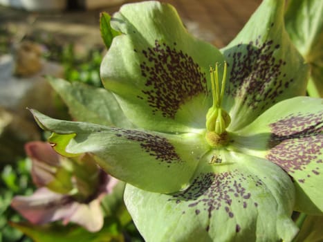 spotted Helleborus hybride