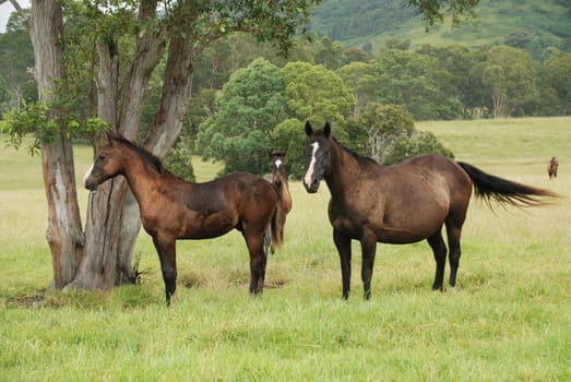 Australian Stockhorse,Wingham Hinterland