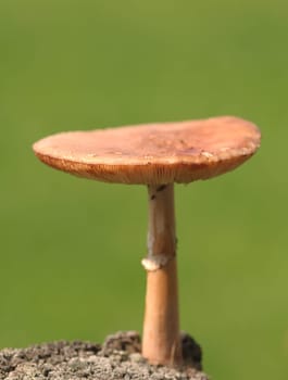 Mushroom
