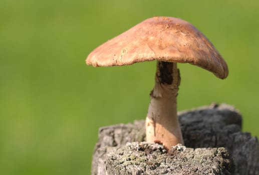 Mushroom