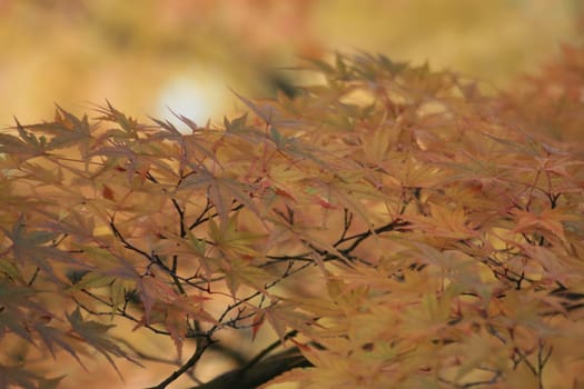 Maple in autumn