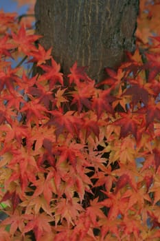 Maple in autumn