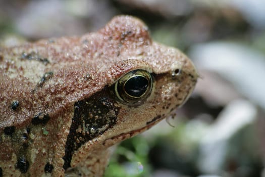 Frog
